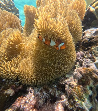 nico 宮古島に投稿された画像（2024/7/22）