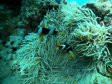 武藤潜水に投稿された画像（2024/7/22）