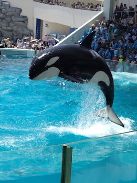 鴨川シーワールドに投稿された画像（2024/7/22）