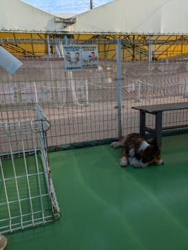 つくばわんわんランドに投稿された画像（2024/7/22）