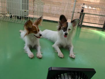 つくばわんわんランドに投稿された画像（2024/7/22）