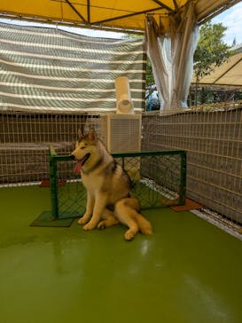 つくばわんわんランドに投稿された画像（2024/7/22）