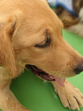 つくばわんわんランドに投稿された画像（2024/7/22）