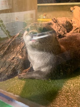 竹島水族館に投稿された画像（2024/7/22）