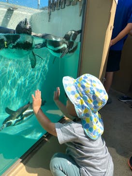 下田海中水族館に投稿された画像（2024/7/22）