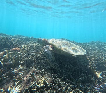 宮古島 ADVENTURE PiPi（ミヤコジマ アドベンチャー ピピ）に投稿された画像（2024/7/22）