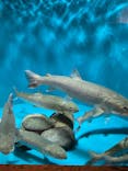 世界淡水魚園水族館　アクア・トトぎふに投稿された画像（2024/7/22）