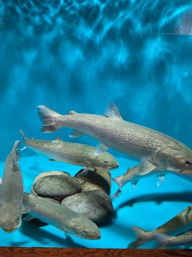 世界淡水魚園水族館　アクア・トトぎふに投稿された画像（2024/7/22）