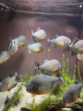 世界淡水魚園水族館　アクア・トトぎふに投稿された画像（2024/7/22）