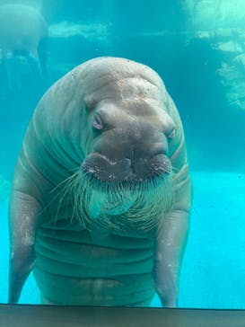 大分マリーンパレス水族館 「うみたまご」に投稿された画像（2024/7/22）
