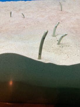 大分マリーンパレス水族館 「うみたまご」に投稿された画像（2024/7/22）