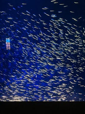 大分マリーンパレス水族館 「うみたまご」に投稿された画像（2024/7/22）