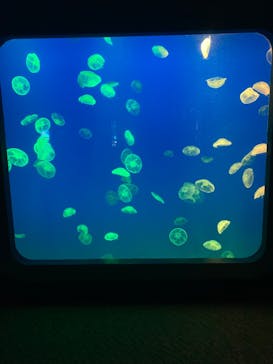 大分マリーンパレス水族館 「うみたまご」に投稿された画像（2024/7/22）