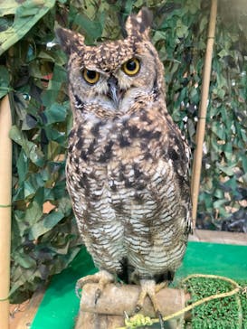 いきもの探検隊上尾に投稿された画像（2024/7/22）