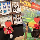 体感するファーブル昆虫展in横浜赤レンガ倉庫に投稿された画像（2024/7/22）