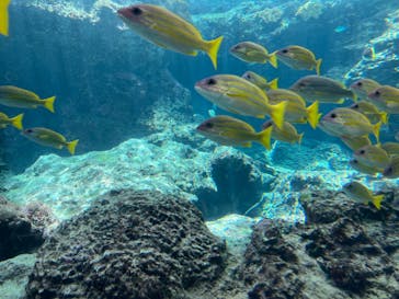 沖縄美ら海水族館に投稿された画像（2024/7/22）