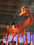 巨大恐竜展2024に投稿された画像（2024/7/22）