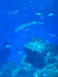 アクアワールド茨城県大洗水族館に投稿された画像（2024/7/22）