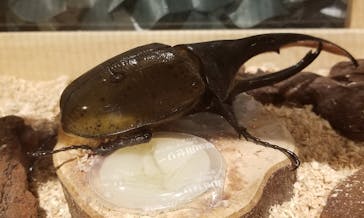 体感するファーブル昆虫展in横浜赤レンガ倉庫に投稿された画像（2024/7/22）