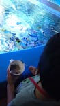 しながわ水族館に投稿された画像（2024/7/22）