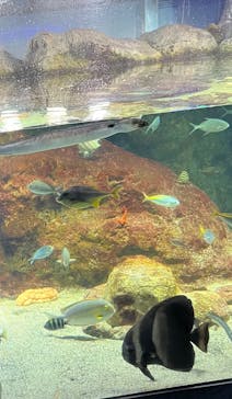 新江ノ島水族館に投稿された画像（2024/7/22）