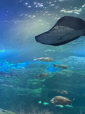 新江ノ島水族館に投稿された画像（2024/7/22）
