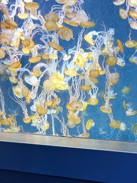 新江ノ島水族館に投稿された画像（2024/7/22）