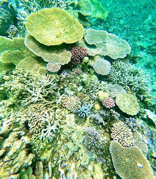 西表島 ADVENTURE PiPi（アドベンチャーピピ）に投稿された画像（2024/7/22）