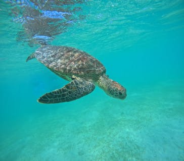 宮古島 ADVENTURE PiPi（ミヤコジマ アドベンチャー ピピ）に投稿された画像（2024/7/22）