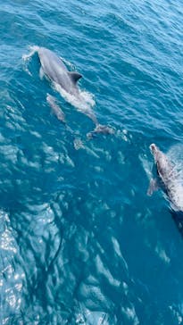 イルカウォッチング受付予約センターに投稿された画像（2024/7/22）