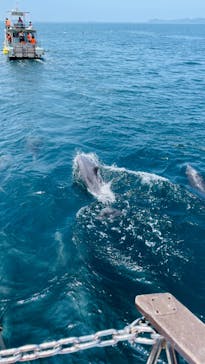 イルカウォッチング受付予約センターに投稿された画像（2024/7/22）