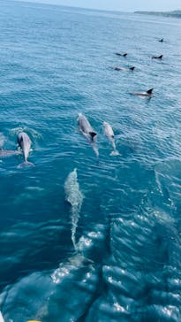 イルカウォッチング受付予約センターに投稿された画像（2024/7/22）