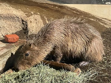 マクセル アクアパーク品川に投稿された画像（2024/7/22）