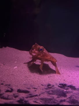 名古屋港水族館に投稿された画像（2024/7/22）