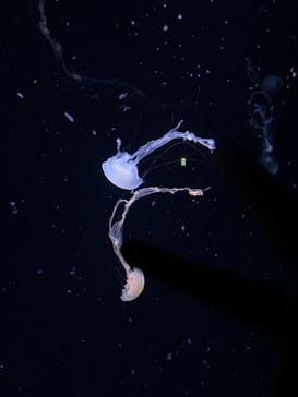 サンシャイン水族館に投稿された画像（2024/7/22）