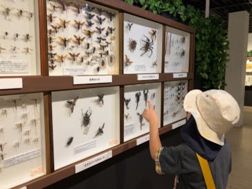 体感するファーブル昆虫展in横浜赤レンガ倉庫に投稿された画像（2024/7/22）