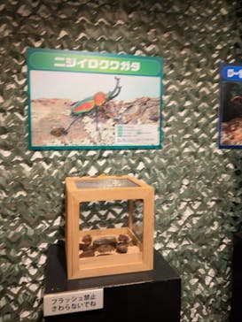 体感するファーブル昆虫展in横浜赤レンガ倉庫に投稿された画像（2024/7/22）
