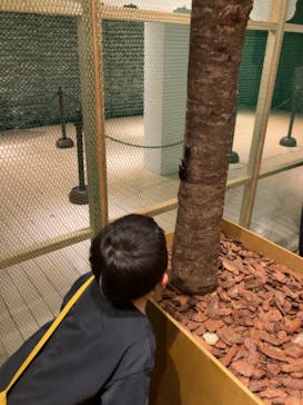 体感するファーブル昆虫展in横浜赤レンガ倉庫に投稿された画像（2024/7/22）