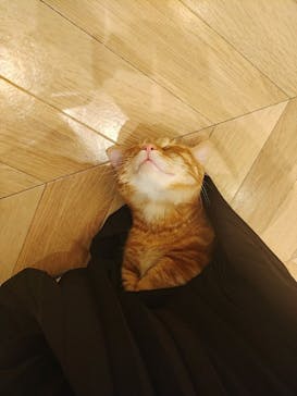 猫カフェモカ　イオンモール水戸内原店に投稿された画像（2024/7/22）