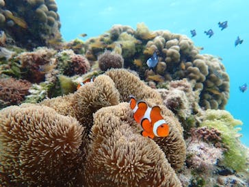 nico 宮古島に投稿された画像（2024/7/22）