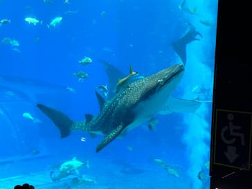 沖縄美ら海水族館に投稿された画像（2024/7/22）