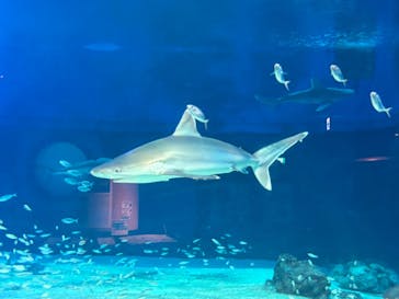 沖縄美ら海水族館に投稿された画像（2024/7/22）