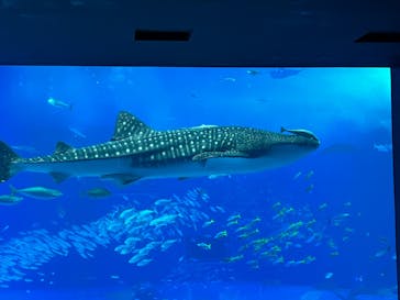 沖縄美ら海水族館に投稿された画像（2023/12/28）
