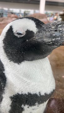 京都水族館に投稿された画像（2024/7/22）