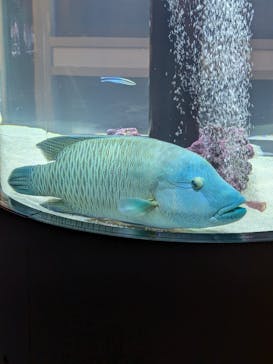 横浜開運水族館 フォーチュンアクアリウムに投稿された画像（2024/7/23）