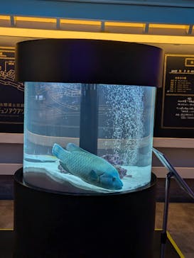 横浜開運水族館 フォーチュンアクアリウムに投稿された画像（2024/7/23）