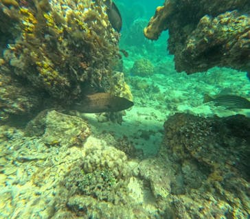 西表島 ADVENTURE PiPi（アドベンチャーピピ）に投稿された画像（2024/7/23）