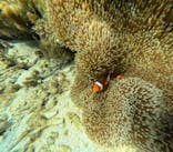  マリンショップHAPPYに投稿された画像（2024/7/22）