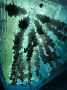 仙台うみの杜水族館に投稿された画像（2024/7/23）