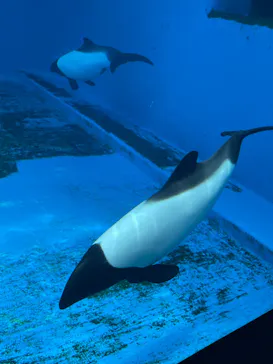 仙台うみの杜水族館に投稿された画像（2024/7/23）